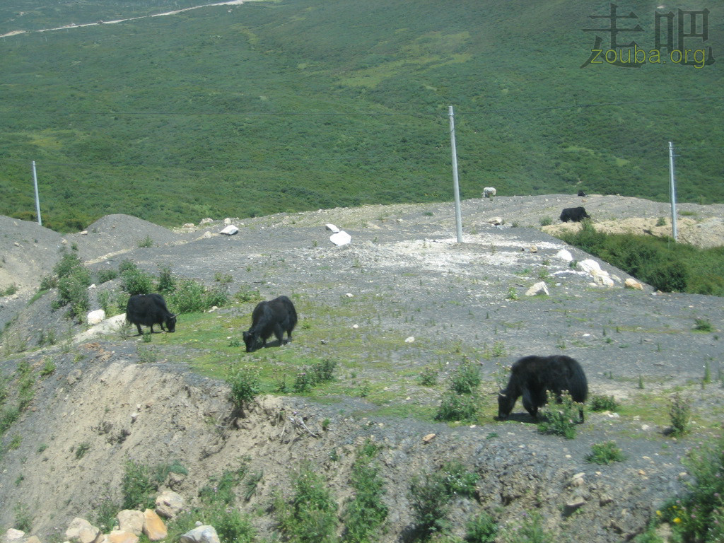 HuangLong